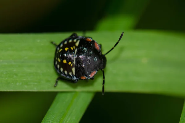 Nymph of southern green stink bug Nezara viridula. — Stock Photo, Image