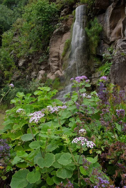 Posadź Pericallis webbii w kwiatach i wodospadzie. — Zdjęcie stockowe