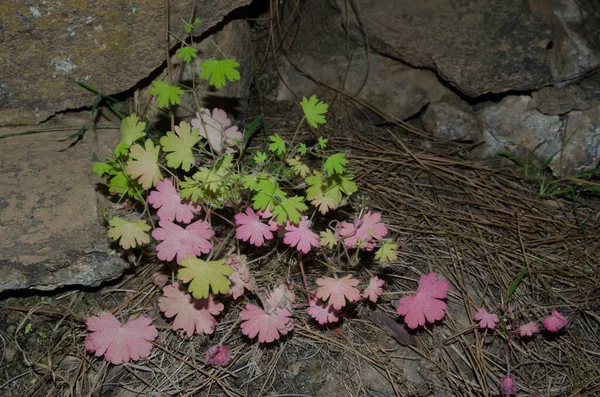 Kanarieöarna smörblomma i Integral naturreservat i Inagua. — Stockfoto