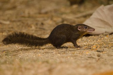 Kuzey Ağacı Tupaia Belangeri. Cat Tien Ulusal Parkı. Vietnam.