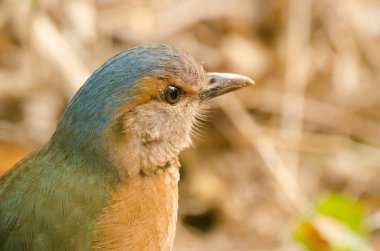 Mavi popolu pitta hidrornis soror. Cat Tien Ulusal Parkı. Vietnam.