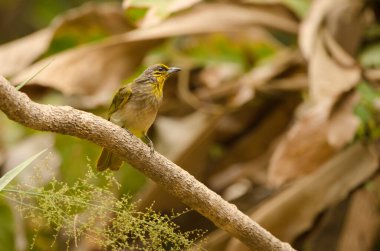Çizgili boğazlı bulbul Pycnonotus finlaysoni eous. Cat Tien Ulusal Parkı. Vietnam.