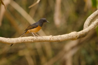 Dişi beyaz popolu shama Copsychus malabaricus makrourus. Cat Tien Ulusal Parkı. Vietnam.