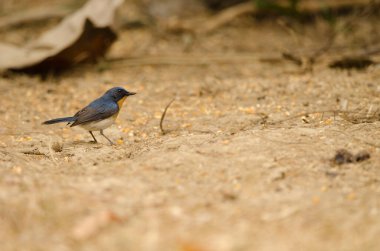 Erkek Tickell 'in mavi sinekkapanı Cyornis tikelliae indochina. Cat Tien Ulusal Parkı. Vietnam.