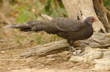 Male Germain's peacock-pheasant Polyplectron germaini. Cat Tien National Park. Vietnam.