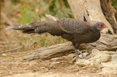 Male Germain's peacock-pheasant Polyplectron germaini. Cat Tien National Park. Vietnam.