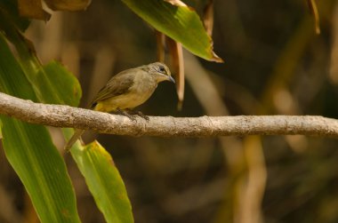 Çizgili boğazlı bulbul Pycnonotus finlaysoni eous. Cat Tien Ulusal Parkı. Vietnam.