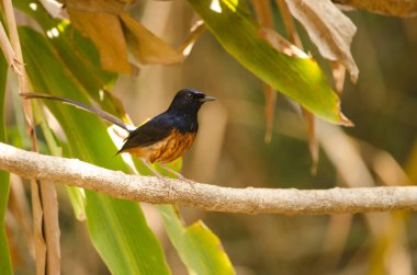 Erkek beyaz popolu shama Copsychus malabaricus makrourus banyo yaptıktan hemen sonra. Cat Tien Ulusal Parkı. Vietnam.