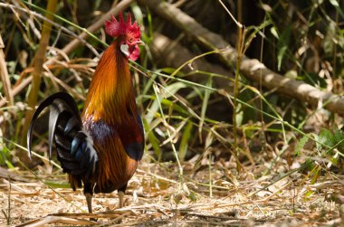 Erkek kızıl orman kuşu Gallus gallus gallus. Cat Tien Ulusal Parkı. Vietnam.
