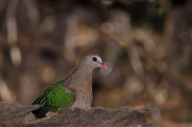 Sıradan bir kadın zümrüt güvercin Chalcopthe indica. Cat Tien Ulusal Parkı. Vietnam.