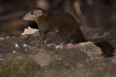 Kuzey Ağacı Tupaia Belangeri. Cat Tien Ulusal Parkı. Vietnam.