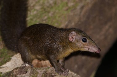 Kuzey Ağacı Tupaia Belangeri. Cat Tien Ulusal Parkı. Vietnam.