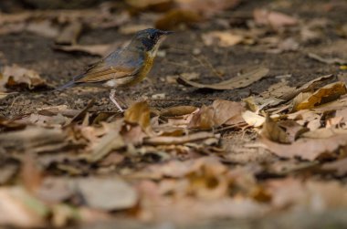 Tickell 'in mavi sinekkapanı Cyornis tikelliae indochina. Genç bir erkek. Cat Tien Ulusal Parkı. Vietnam.