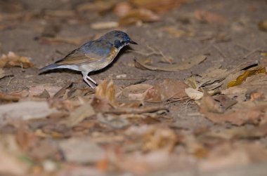 Tickell 'in mavi sinekkapanı Cyornis tikelliae indochina. Genç bir erkek. Cat Tien Ulusal Parkı. Vietnam.