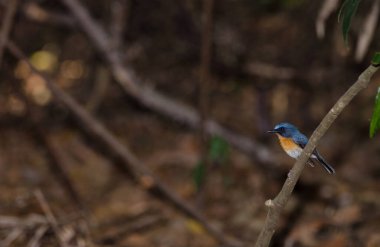 Erkek Tickell 'in mavi sinekkapanı Cyornis tikelliae indochina. Cat Tien Ulusal Parkı. Vietnam.