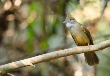 Ochraceous bulbul Alophoixus ochraceous hallae. Cat Tien Ulusal Parkı. Vietnam.