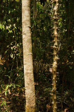 Ağaç gövdesi solda ve kollu çam kokulu palmiye filizi. Sağa. Cat Tien Ulusal Parkı. Vietnam.