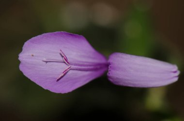Morumsu bitkinin çiçeği Dicliptera tinctoria. Cat Tien Ulusal Parkı. Vietnam.