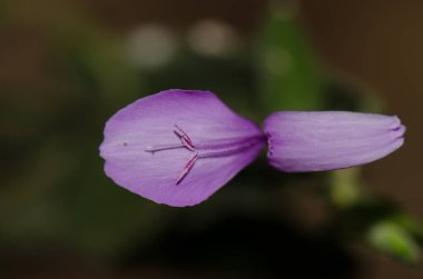 Morumsu bitkinin çiçeği Dicliptera tinctoria. Cat Tien Ulusal Parkı. Vietnam.