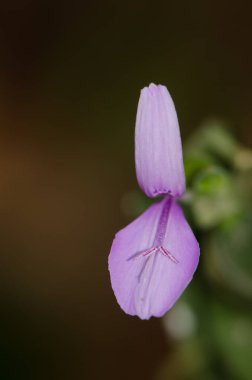 Morumsu bitkinin çiçeği Dicliptera tinctoria. Cat Tien Ulusal Parkı. Vietnam.