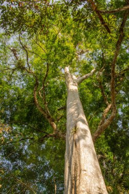 Ağaç Lagerstroemia ovalifolia. Cat Tien Ulusal Parkı. Vietnam.