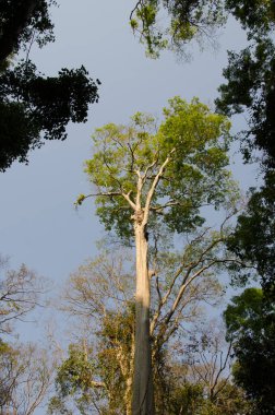 Ağaç Lagerstroemia ovalifolia. Cat Tien Ulusal Parkı. Vietnam.