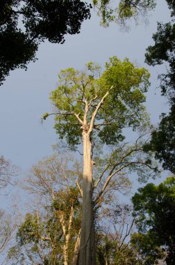 Ağaç Lagerstroemia ovalifolia. Cat Tien Ulusal Parkı. Vietnam.