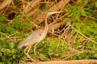 Mor balıkçıl Ardea purpurea manilensis. Cat Tien Ulusal Parkı. Vietnam.