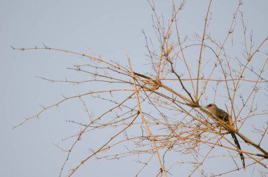 Yeşil gagalı malkoha Phaenicophaeus tristis. Cat Tien Ulusal Parkı. Vietnam.