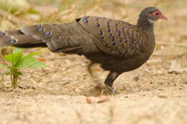 Germain 'in tavus kuşu sülünü Polyplectron germain. Erkek, yiyecek bulmak için toprağı kazıyor. Cat Tien Ulusal Parkı. Vietnam.