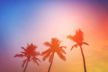 Hindistan cevizi palmiye ağacı plaj yaz konsepti