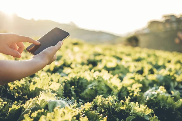 Mezőgazdaság farmer ellenőrző touchpad a Nappa káposzta Fram a su — Stock Fotó