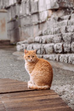 Efes 'teki Celus Kütüphanesinde Kedi Seyahati, İzmir, Türkiye