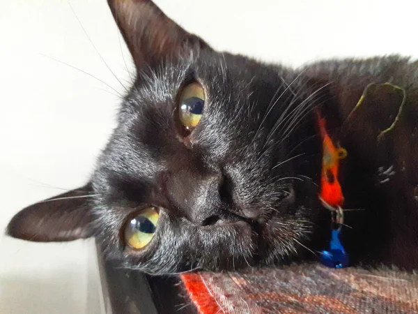 Primo Piano Thai Black Cat — Foto Stock