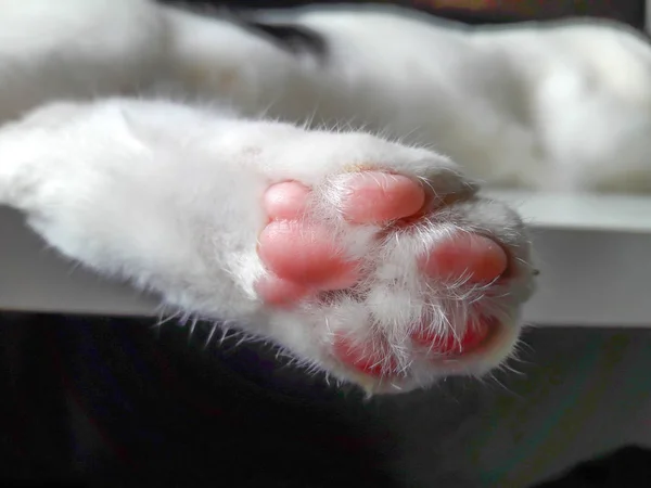 Paws Closeup Της Γάτας — Φωτογραφία Αρχείου