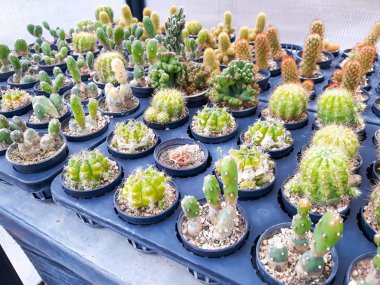 Tencerede küçük bir kaktüs