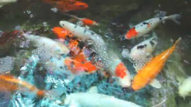 Havuzda süslü sazan.