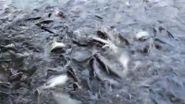 Alimentação Peixes Rio — Vídeo de Stock