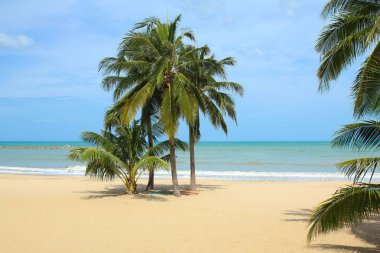 Tayland beach Coconut Palm ağacı.