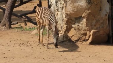 Hayvanat bahçesinde yemek yeme zebra.