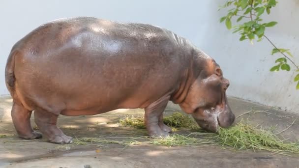 Hippopotamus Eating Green Grass — Stock Video