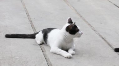 Tayland Tayland kedi.