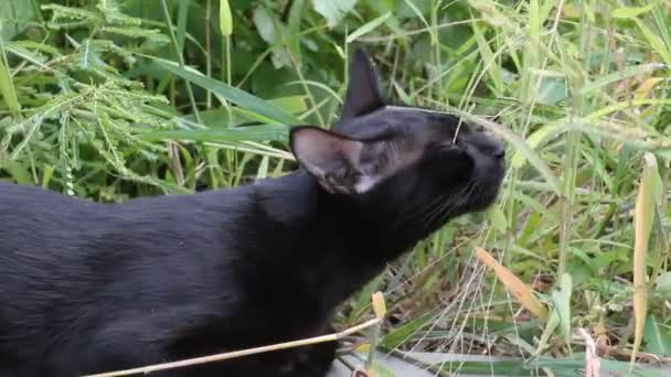 Thai Cat Thailand — Stock Video