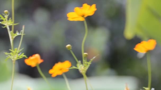 Gele Cosmos Bloemen Tuin — Stockvideo