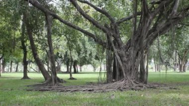 Parkta yeşil ağaçlar.