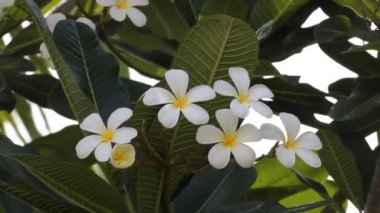 Bahçede Frangipani (plumeria) çiçek.