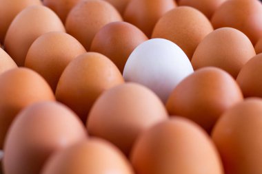 Tavuk yumurtası ve bir ördek yumurta.