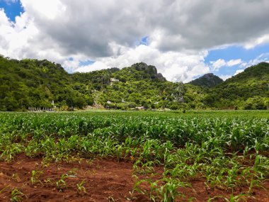 Tayland kırsal manzara, tepeler ve Mısır çiftliği.