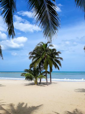 Tayland beach Coconut Palm ağacı.