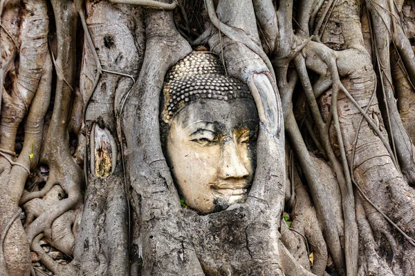 Antik Buda Tayland Daki Ayutthaya Tarihi Parkındaki Wat Mahathat Ağaç — Stok fotoğraf